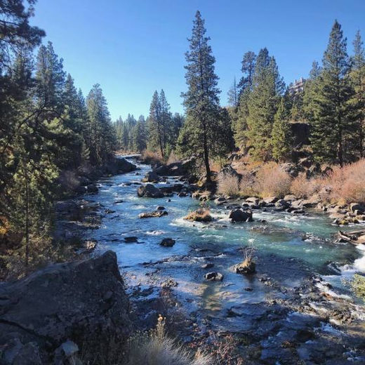 A river running over rocks through a pine forest on a clear day.
