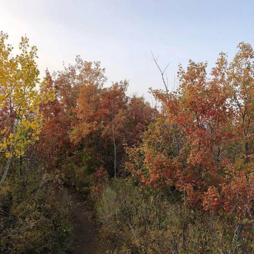 Autumn trees turning orange and red in Park City.