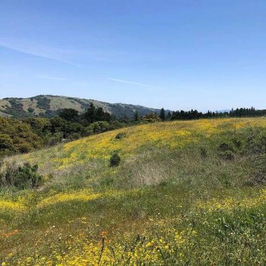 A hillside meadow covered in yellow wildflowers under a blue sky.