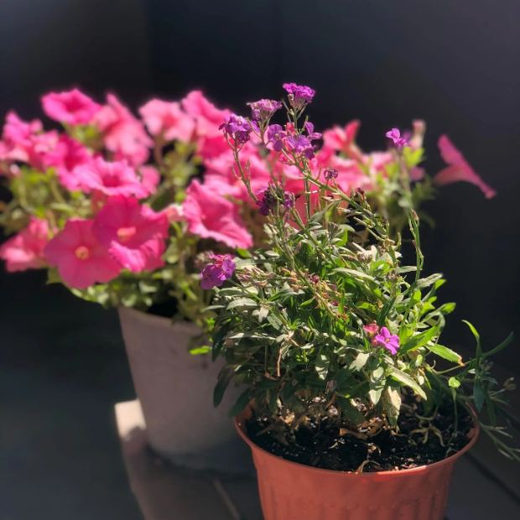 Pink and purple petunias in a pot, lit by morning sun.