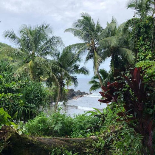 Palm trees above a bay, looking down through the botanical gardens to the water.